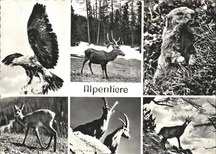 Hirsch Murmeltier Steinbock Gemse Adler Reh – Ansichtskarte