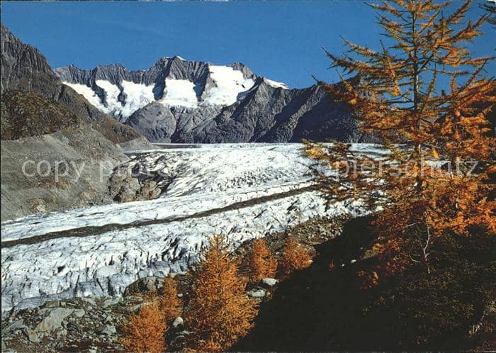 Gletscher Aletsch Aletschwald Wannenhorn – Ansichtskarte