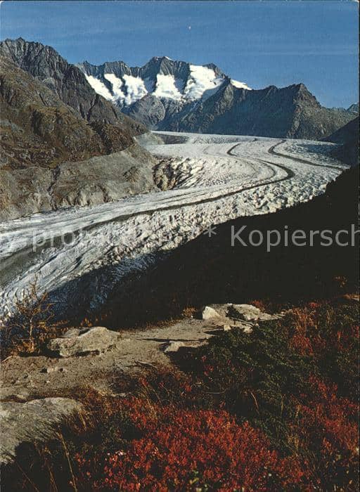 Gletscher Aletsch Aletschwald Wannenhorn – Ansichtskarte