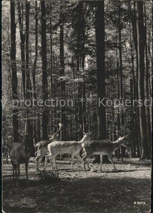 Hirsch Hirsche Wildpark Langenberg Langnau – Ansichtskarte