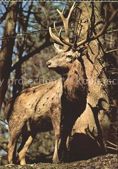 Hirsch Cerf cervo Stag Bull – Ansichtskarte
