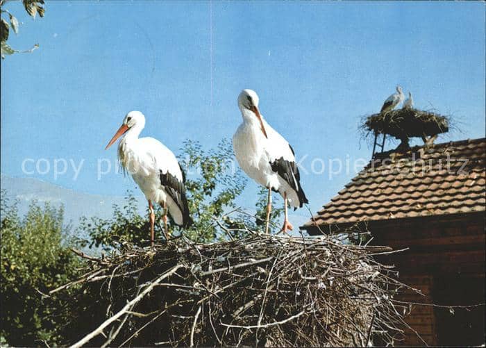 Storch Vogelwarte Sempach Altreu – Ansichtskarte