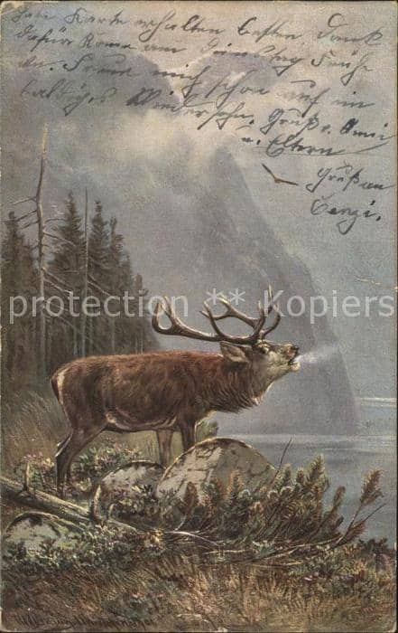Hirsch Röhrender Hirsch See Wald – Ansichtskarte