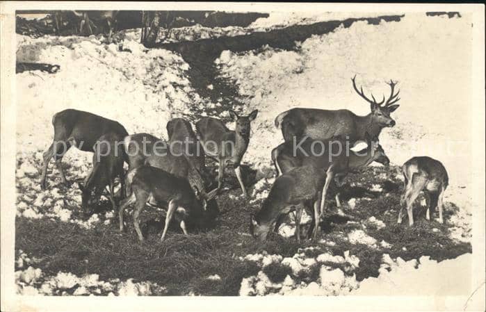Hirsch Rehe Wild-Fütterung – Ansichtskarte