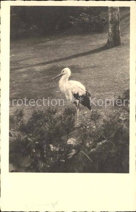Storch – Ansichtskarte