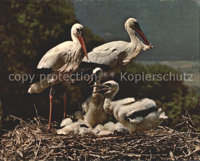 Storch Störche Altreu/So Vogelwarte Sempach – Ansichtskarte