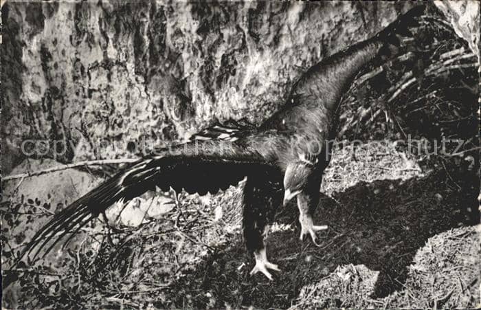 Adler Eagle Aigle Aguila Junger Steinadler – Ansichtskarte