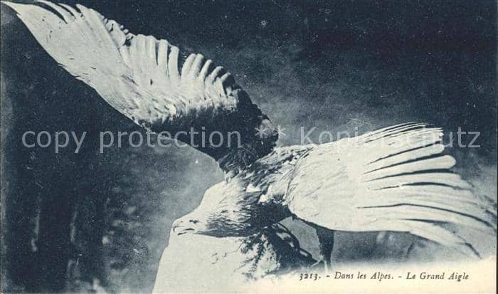 Adler Eagle Aigle Aguila Grand Aigle – Ansichtskarte