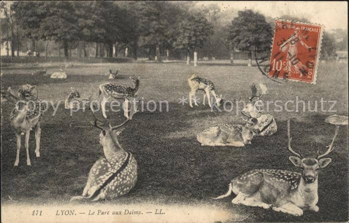 Hirsch Hirsche Lyon Parc aux Daims – Ansichtskarte