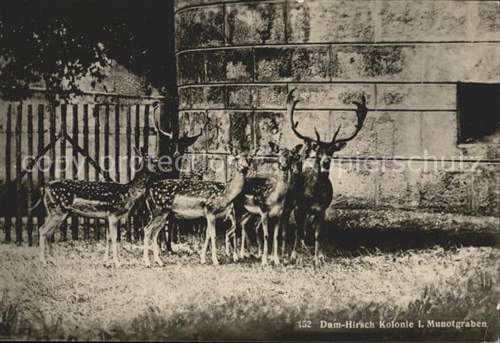 Hirsch Dam-Hirsche Munotgraben – Ansichtskarte