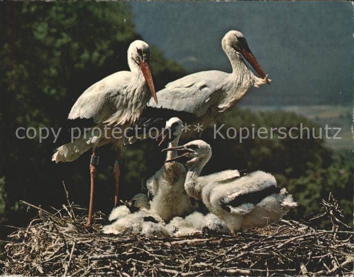 Storch Störche Altreu/So. Schweizerische Vogel – Ansichtskarte