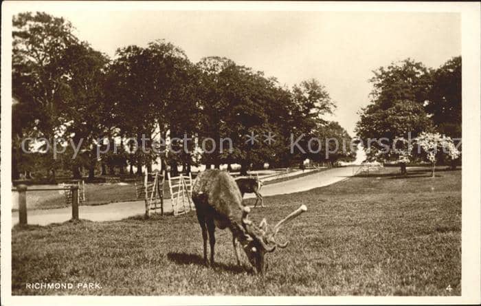 Hirsch Richmond Park – Ansichtskarte