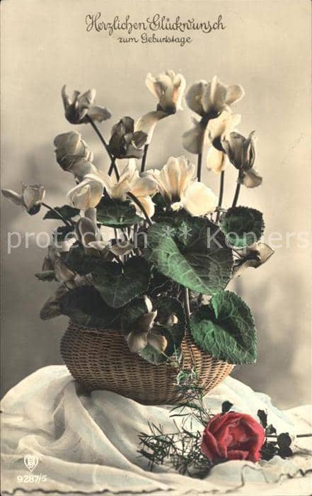 Foto HB Nr. 9287/5 Geburtstag Alpenveilchen Rose – Ansichtskarte