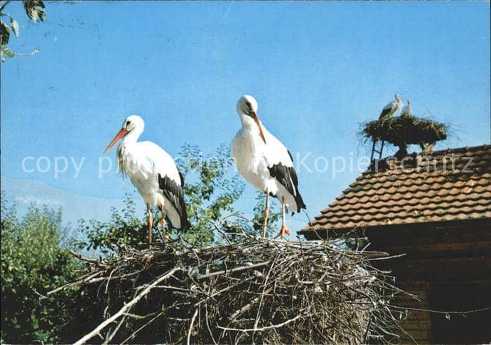 Storch Altreu SO Vogelwarte Sempach – Ansichtskarte
