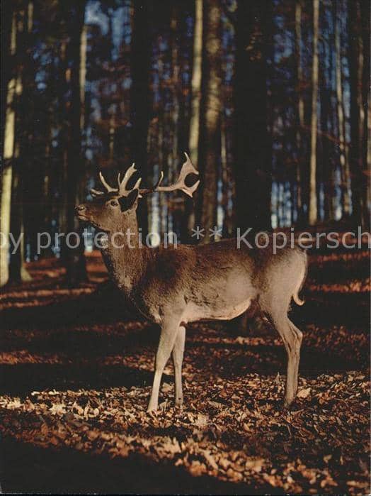 Hirsch Edelhirsch Cef Red Deer Cervo nobile – Ansichtskarte