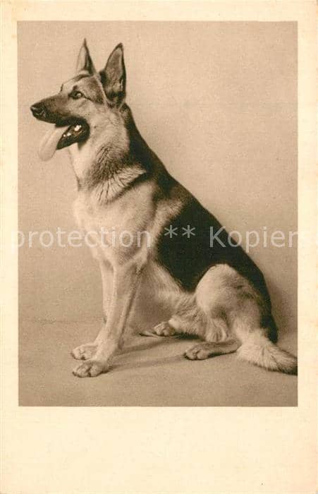 Schaeferhunde Foto-HB-Nr. 5444 – Ansichtskarte