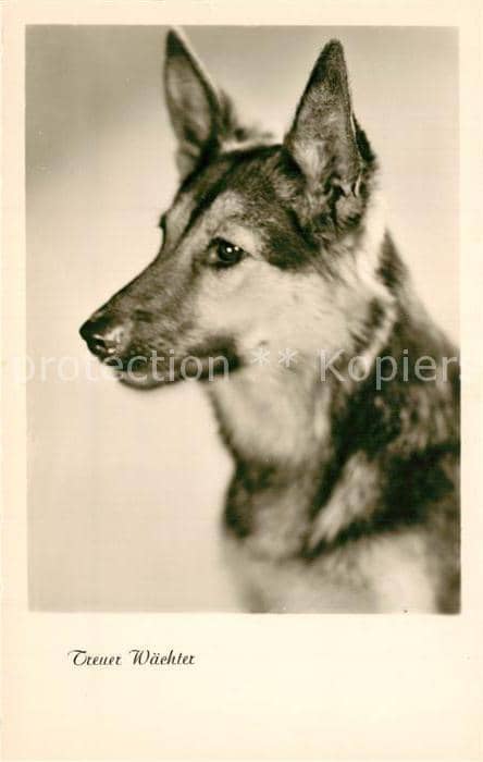 Schaeferhunde Foto-Amag-Nr. 69640 – Ansichtskarte