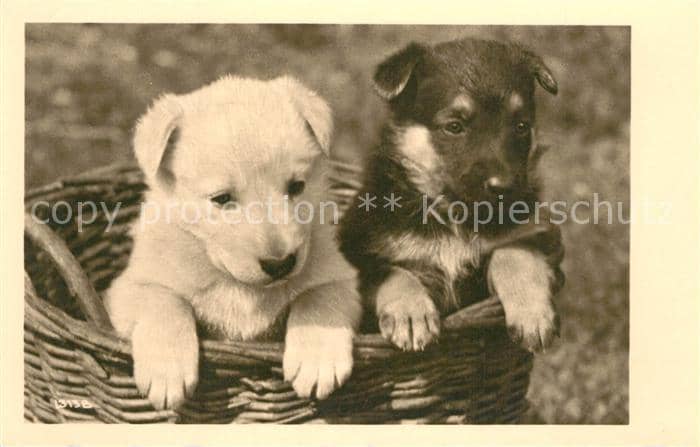 Schaeferhunde Welpen – Ansichtskarte