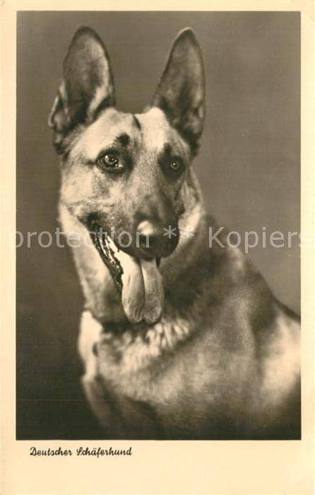 Schaeferhunde – Ansichtskarte