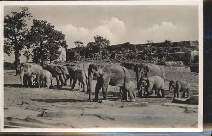 Elefant Hamburg Tierpark – Ansichtskarte