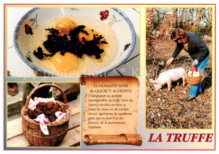 Trueffel Truffes--(auf Postkarte) La Truffe En parcourant le LOT Schwein – Ansichtskarte