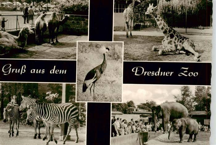 DRESDEN Elbe Kamel Giraffe Zebra Elefant Kranich Zoo Tiere Besucher Mehrbildkart – Ansichtskarte Dresden Elbe