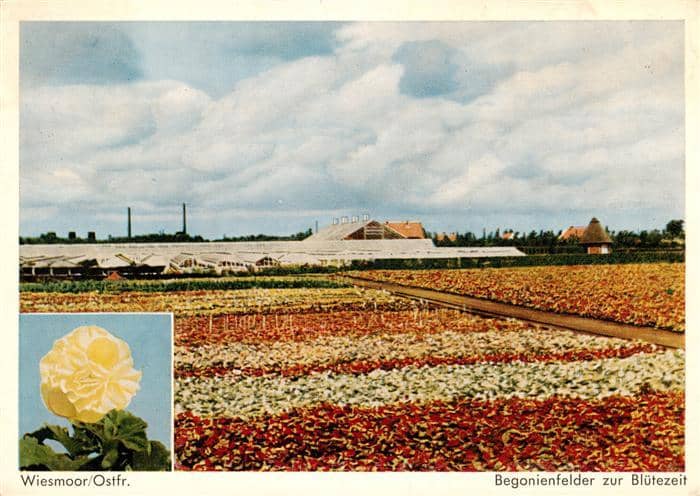 Wiesmoor Aurich Niedersachsen Begonienfelder zur Bluetezeit – Ansichtskarte Wiesmoor