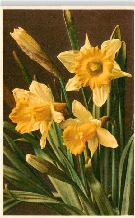 Blumen Flowers Fleurs Gelbe Narzisse Aprilglocke – Ansichtskarte