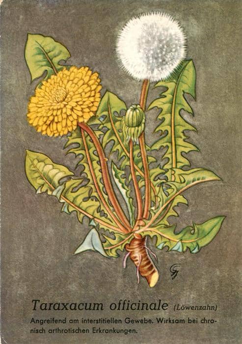 Blumen Flowers Fleurs Taraxacum officinale Loewenzahn – Ansichtskarte