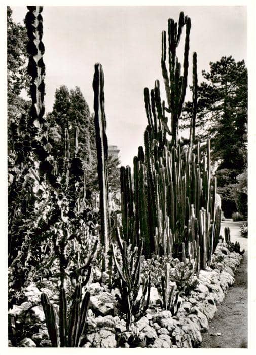 Kakteen Botanischer Garten Universitaet Zuerich – Ansichtskarte