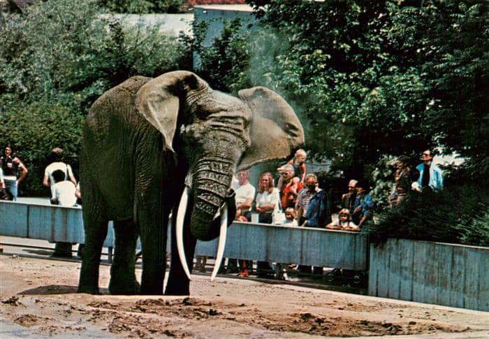 Elefant Stuttgart Bad Connstatt Wilhelma – Ansichtskarte