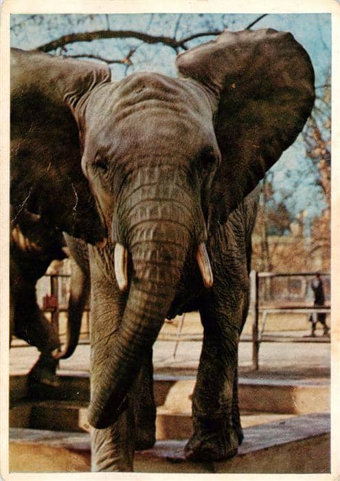 Elefant Wilhelma Stuttgart Bad Cannstadtt – Ansichtskarte