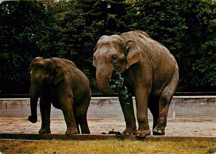 Elefant Heidelberg Rani Lakshmi Mysore Indien – Ansichtskarte