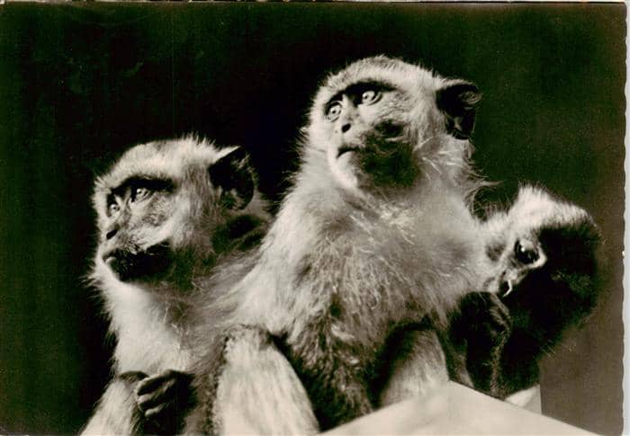 Affen Monkeys Singes Monos Scimmie-- Java Berlin Zoo – Ansichtskarte