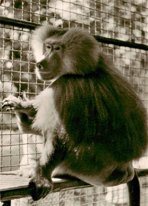 Affen Monkeys Singes Monos Scimmie-- Gartenstadt Landau Pfalz Staedt. Tierpark P – Ansichtskarte