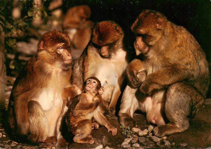 Affen Monkeys Singes Monos Scimmie-- Salem Bodensee Berberaffen – Ansichtskarte