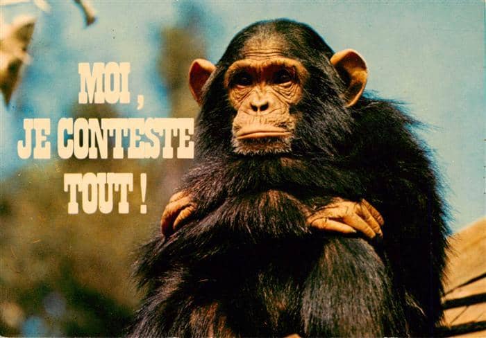 Affen Monkeys Singes Monos Scimmie-- Moi Je Conteste Tout – Ansichtskarte