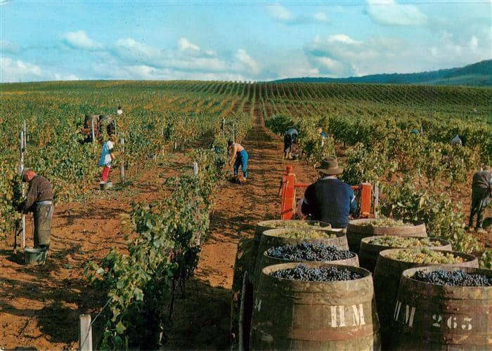 Wein Wine Vin Vino Arbois Jura France Domaine de Montfort – Ansichtskarte