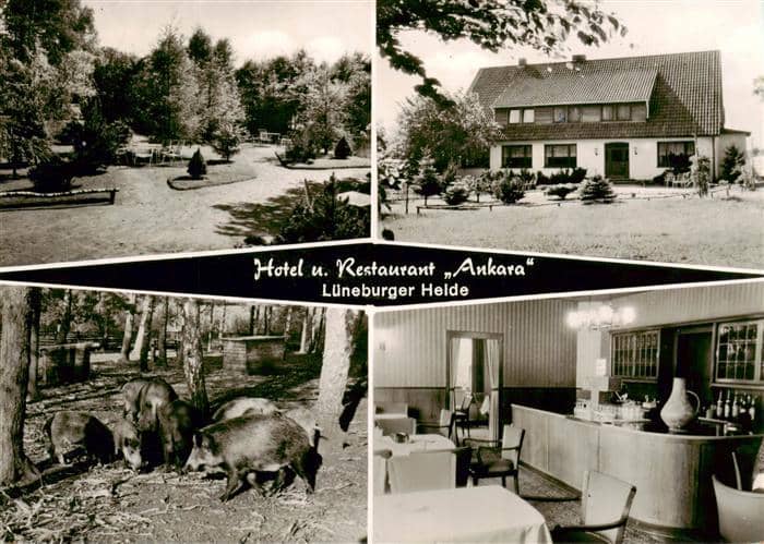 Steinbeck Luhe Hotel Restaurant Ankara Lueneburger Heide Wildschweine – Ansichtskarte Bispingen