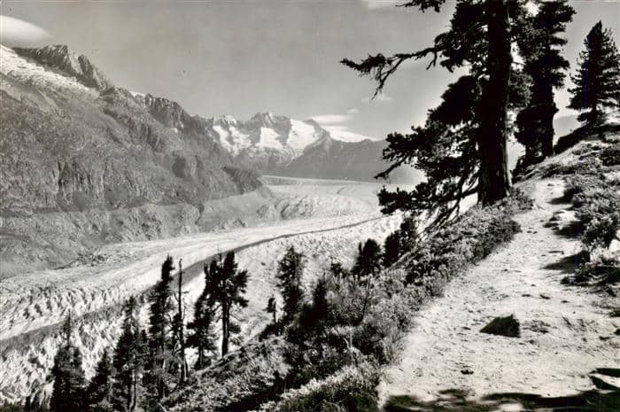 Gletscher Glacier Glaciar Aletschwald Grosser Aletschgletscher Fi – Ansichtskarte