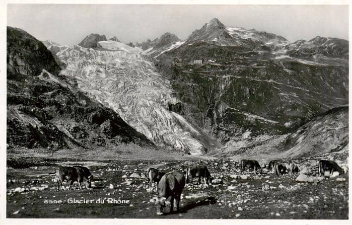 Gletscher Glacier Glaciar Nr.6392 Glacier du Rhone Kühe – Ansichtskarte