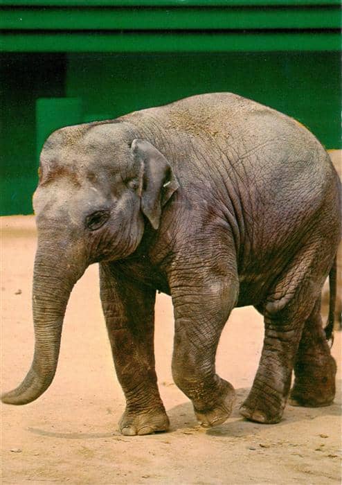 Elefant Baby – Ansichtskarte