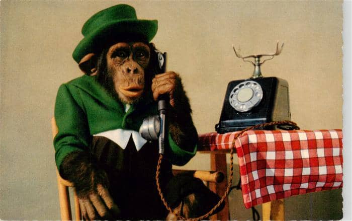 Affen Monkeys Singes Monos Scimmie-- Telefon Hut – Ansichtskarte