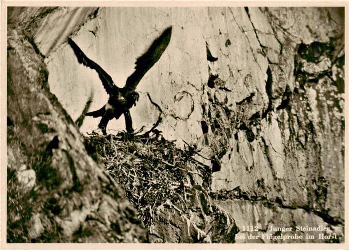 Adler Eagle Aigle Aguila-- Junger Steinadler Fluegelprobe Horst – Ansichtskarte