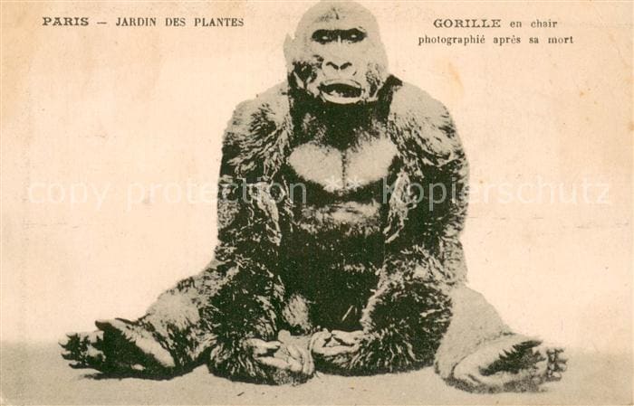 Affen Monkeys Singes Monos Scimmie-- Gorilla Paris Jardin des Plantes – Vorderseite