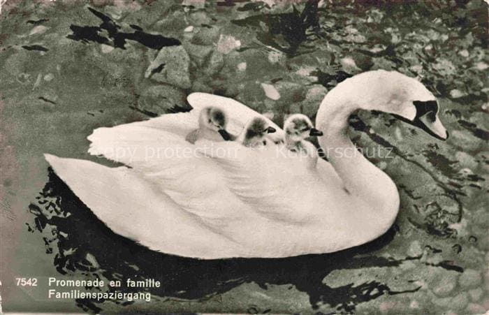 VoeGEL Birds Oiseaux Uccelli Pajaros-- Schwamm Familienspaziergang – Awers