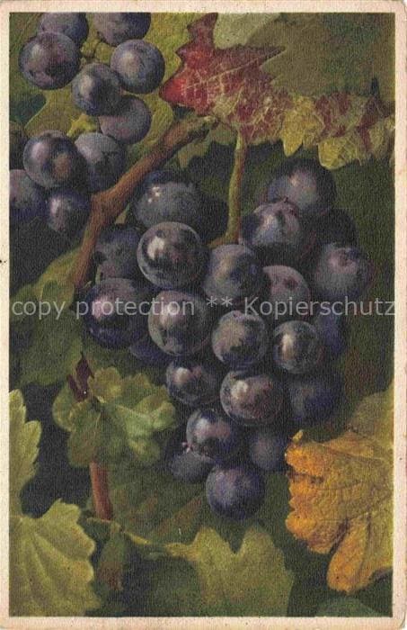 Wein Wine Vin Vino-- Weintraube Blau – Vorderseite