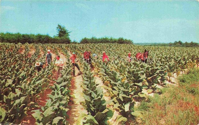 Tabak Tobacco Tabac-- Harvesting ernte – Vorderseite