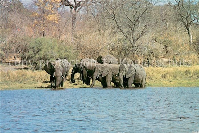 Elefant Elephant on Edge of Lake Kariba – Vorderseite