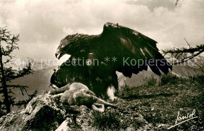 Adler Eagle Aigle Aguila Les Animaux de la Montagne – Vorderseite